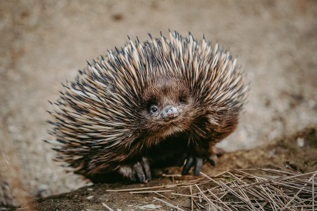 Echidna Australia Wild Bush Wall Art Decor 100% Australian Made