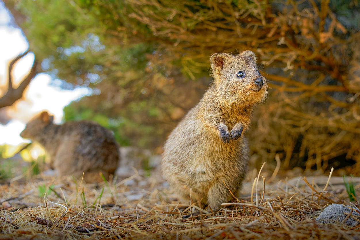 Quokka Western Australia Wildlife Wall Art Decor 100% Australian Made