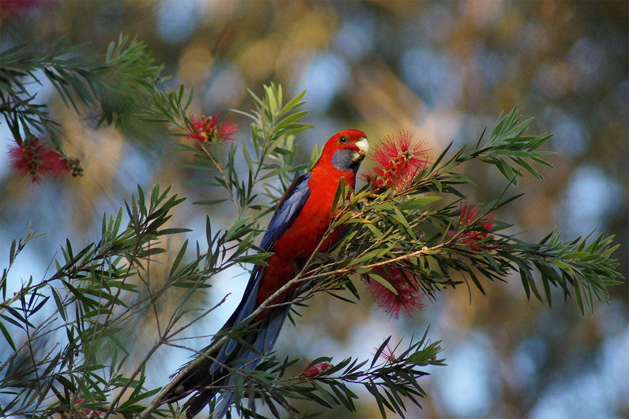 Crimson Rosella Australian Bird Wall Art Decor 100% Australian Made