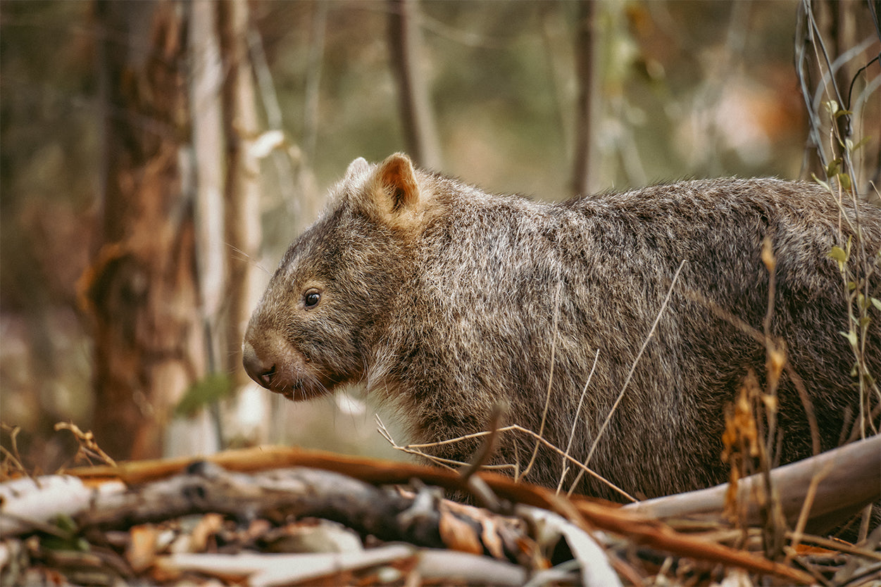 Wombat Kangaroo Valley Australia Wall Art Decor 100% Australian Made