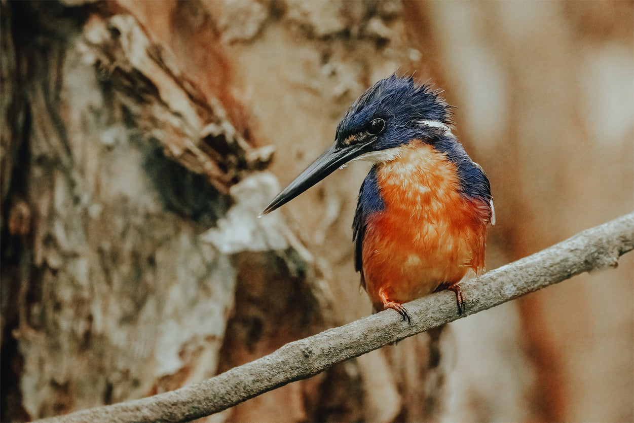 Azure Kingfisher Perched Wall Art Decor 100% Australian Made