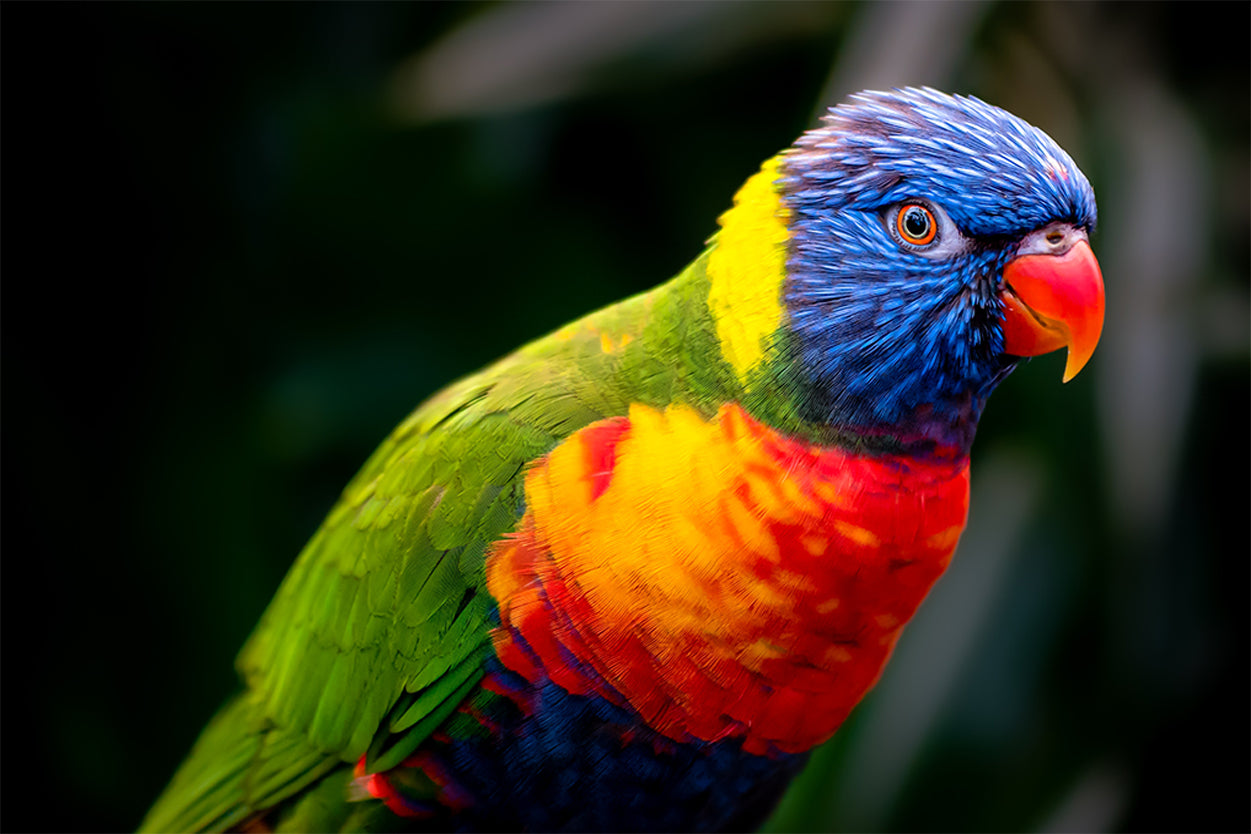 Outstanding Wild Rainbow Lorikeet Crucial Ecological Avian Species Australia Wall Art Decor 100% Australian Made