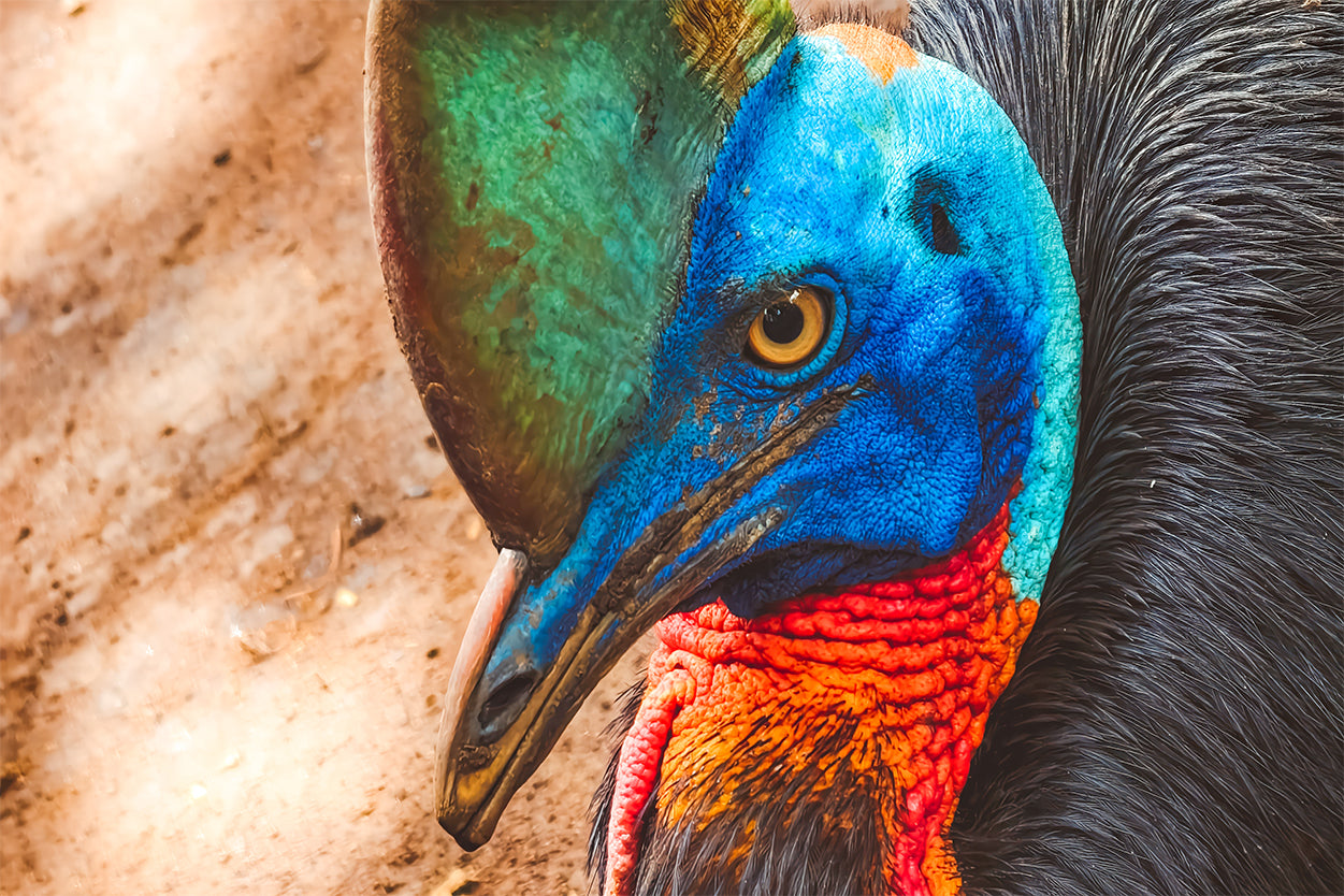 Cassowary Bird Portrait Wall Art Decor 100% Australian Made