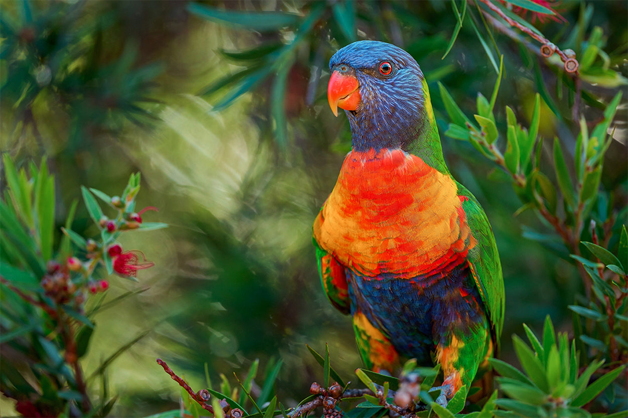Vital Native Rainbow Lorikeet Pollinator Feeding Wild Bush Australia Wall Art Decor 100% Australian Made