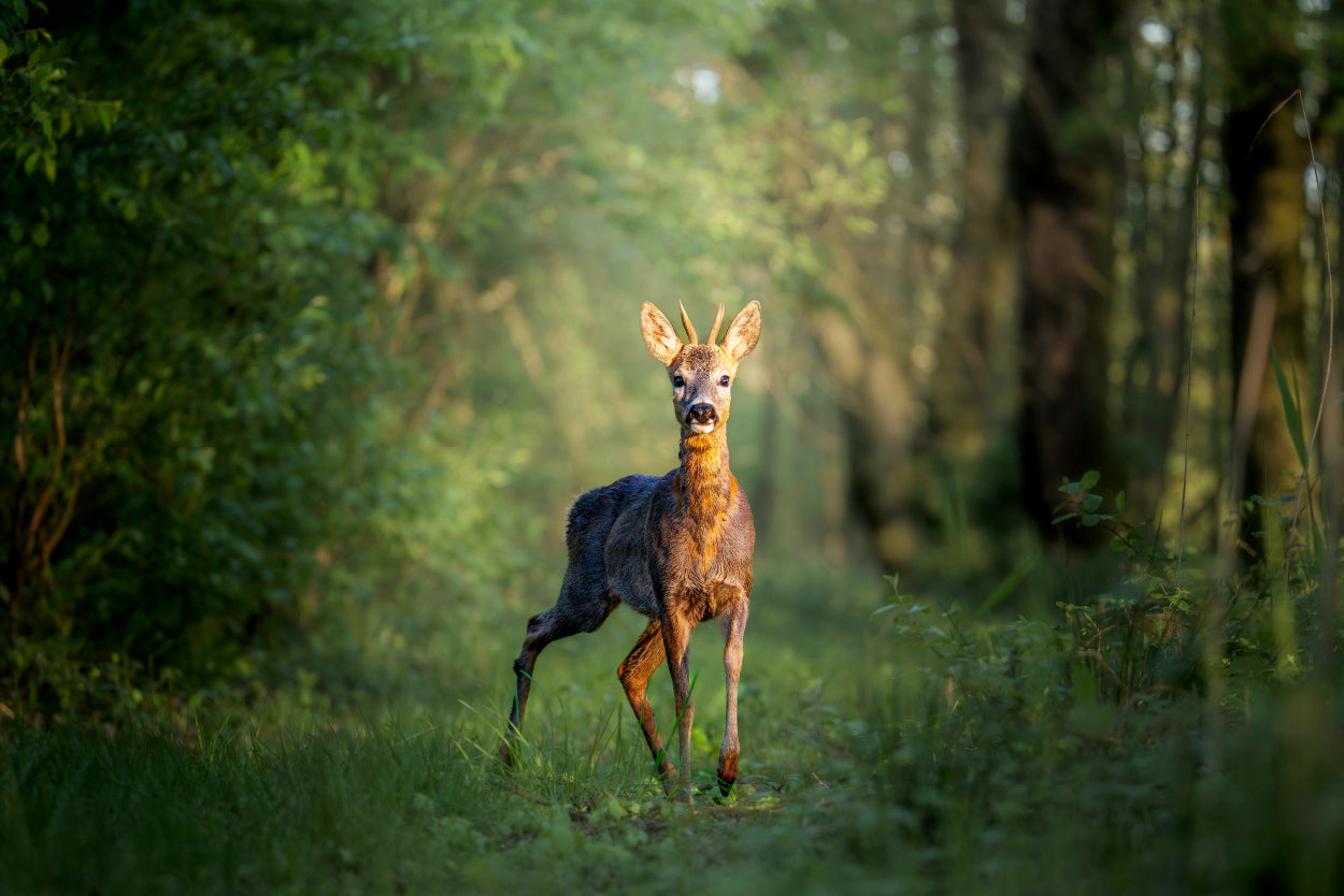 Young European Roe Deer Buck in Woodland Wall Art Decor 100% Australian Made