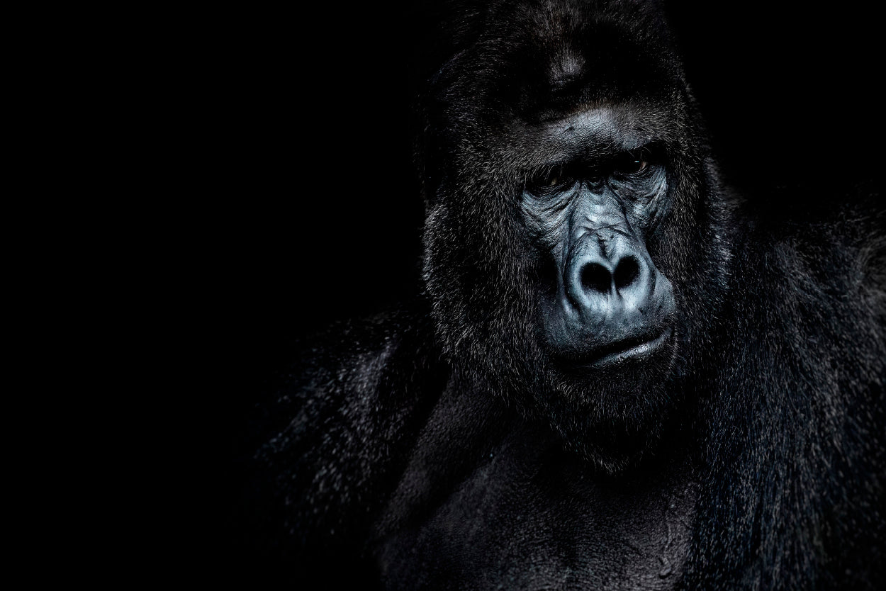 Black Gorilla Portrait Dark Background Wall Art Decor 100% Australian Made