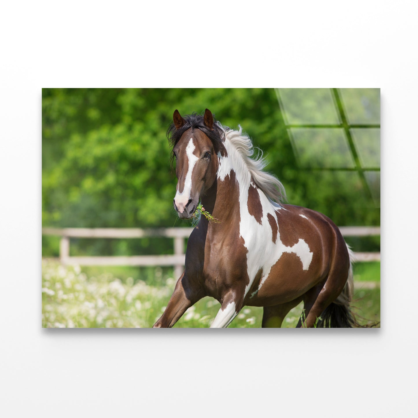 Brown And White Stallion Running Acrylic Glass Print Tempered Glass Wall Art 100% Made in Australia Ready to Hang - Bella Home Decor