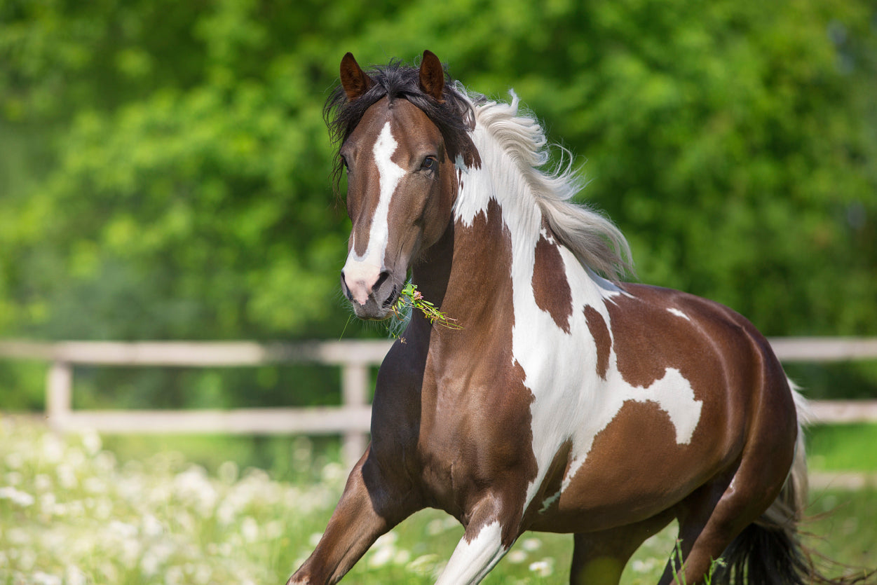 Brown And White Stallion Running Print 100% Australian Made - Bella Home Decor
