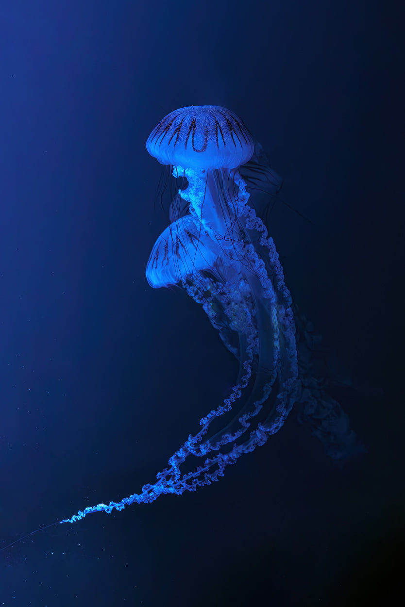 Neon Blue Jellyfish Deep Sea Glow 60x90cm Metal Print Ready to Hang