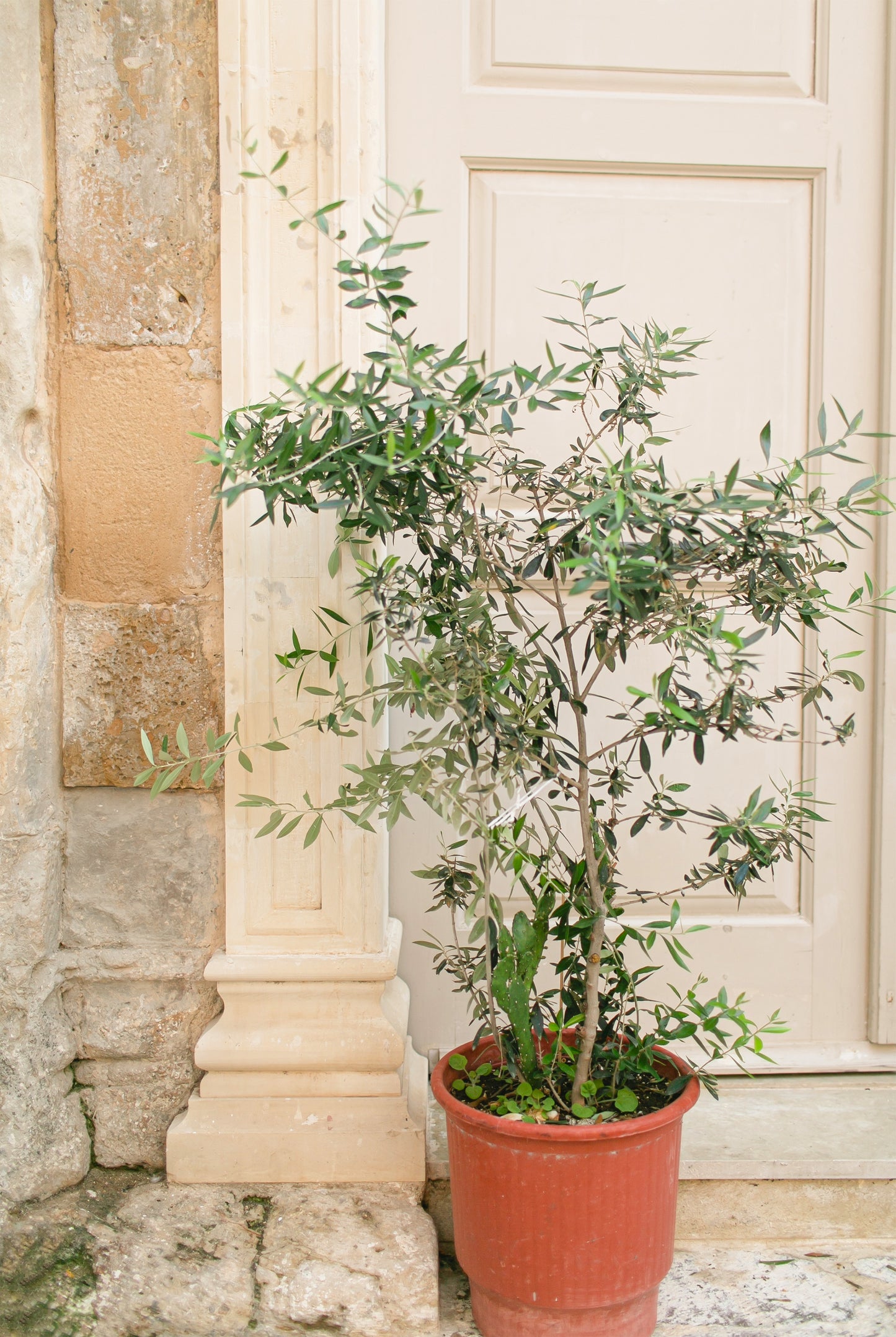 Potted Tree and Classic Architectural Pillars in Italy Wall Art Decor 100% Australian Made - Bella Home Decor