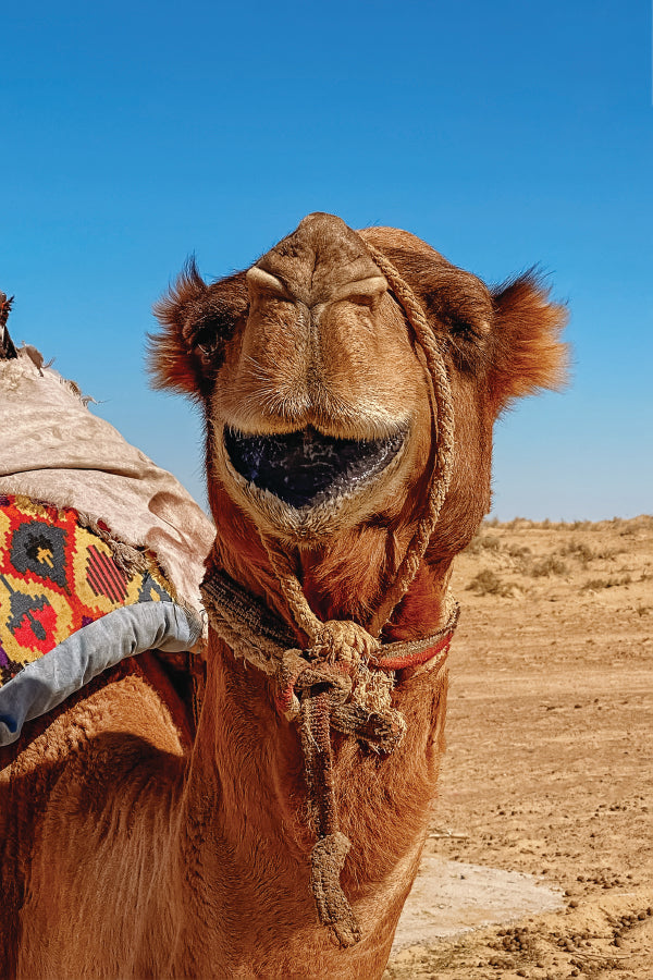 Close-Up Of a Dromedary Camel in The Desert Home Decor Premium Quality Poster Print Choose Your Sizes - Bella Home Decor
