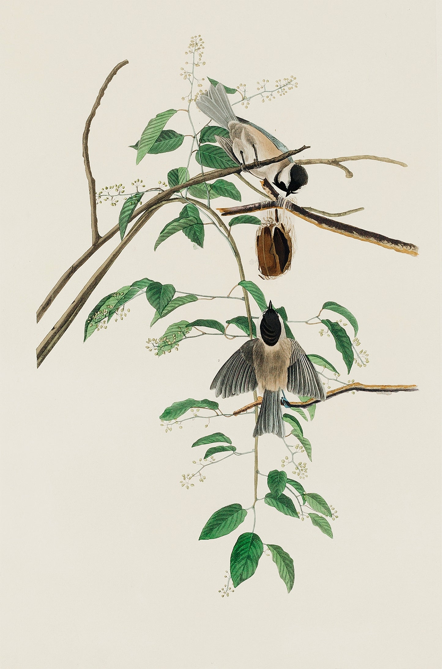 Chickadee Birds Branch Nest 60x90cm Metal Print Ready to Hang