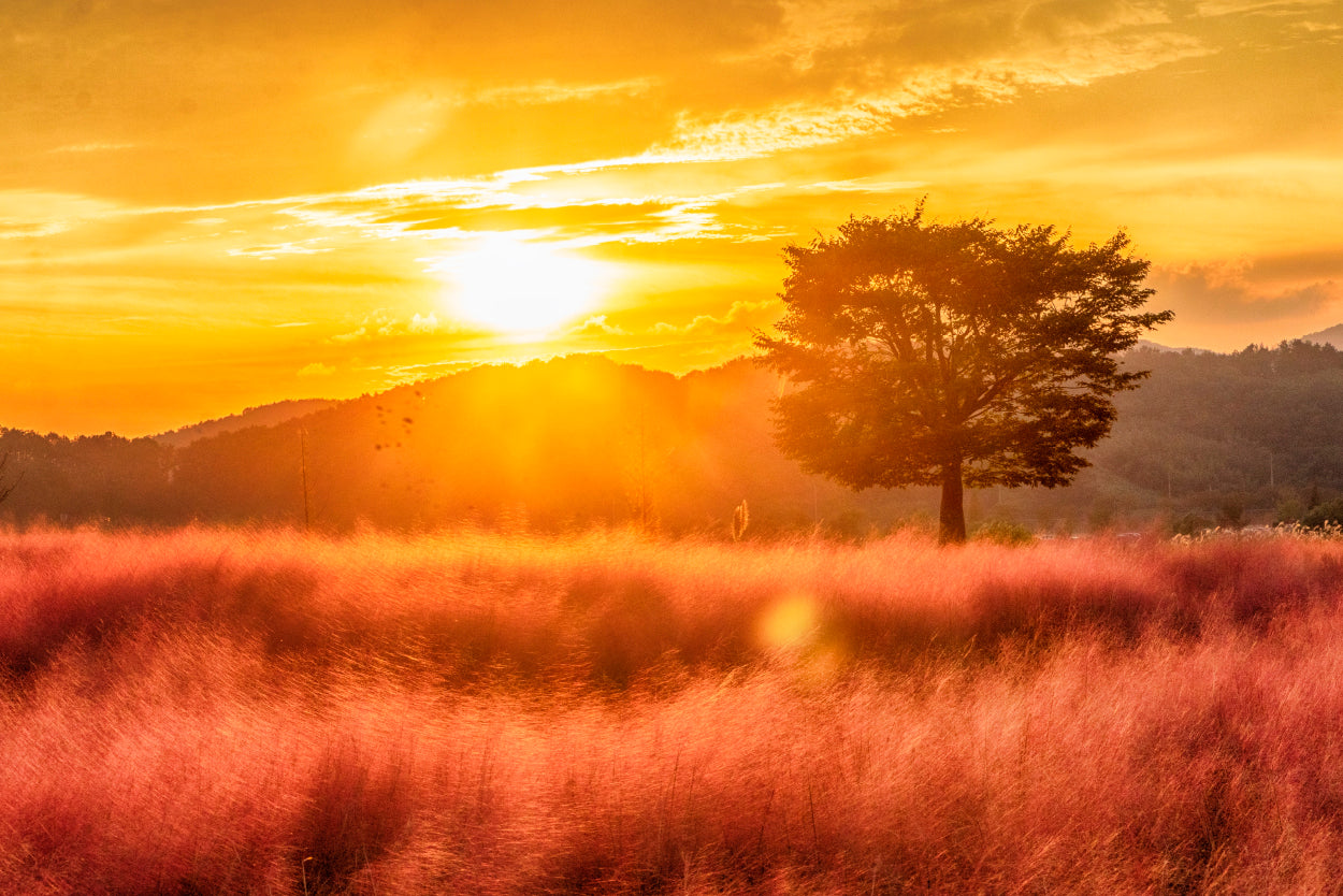 Pink Muhly Grass Sunset South Korea Wall Art Decor 100% Australian Made