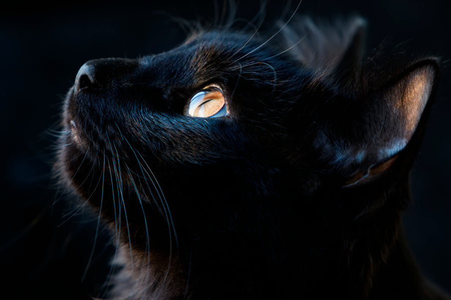 Black Cat with A Yellow Eye Staring Up Wall Art Decor 100% Australian Made - Bella Home Decor
