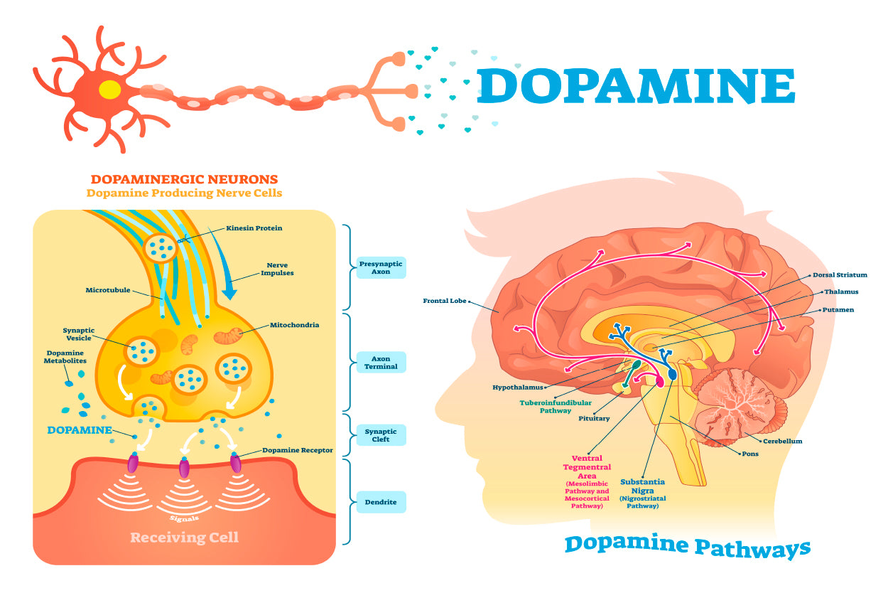 Dopamine Vector Illustration Home Decor Premium Quality Poster Print Choose Your Sizes - Bella Home Decor