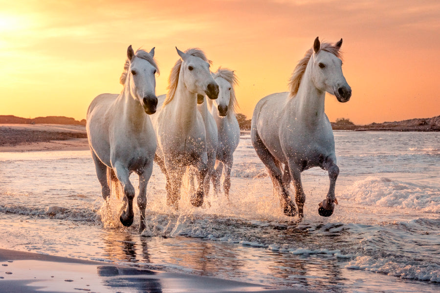 White Horses Running Through the Water at Sunset Home Decor Premium Quality Poster Print Choose Your Sizes - Bella Home Decor