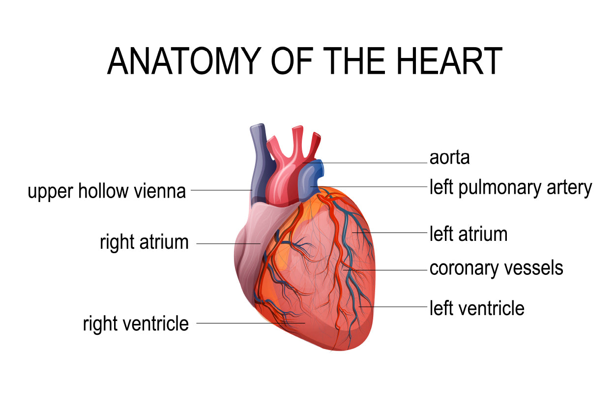 Human Heart Cardiology Illustration Home Decor Premium Quality Poster Print Choose Your Sizes - Bella Home Decor