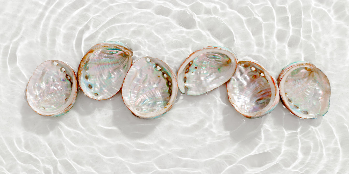 Iridescent Abalone Shells In Water Wall Art Canvas Office Home Room Framed 120x60cm