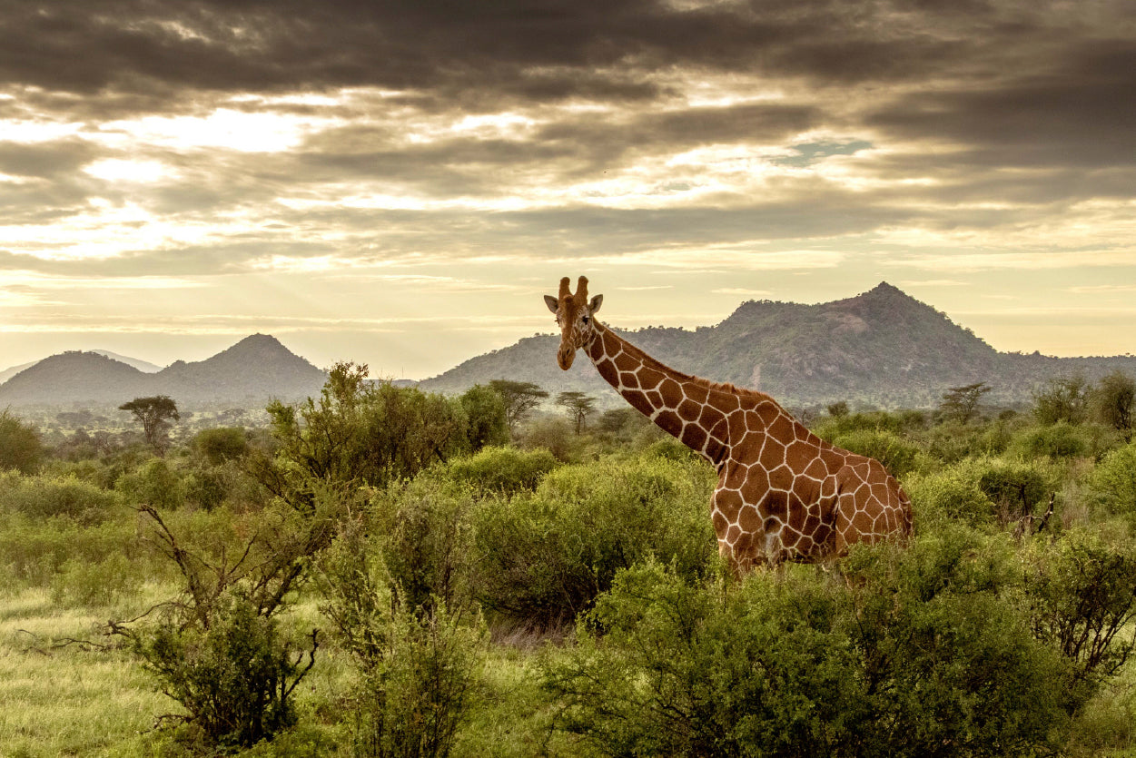 Giraffe Walking Through the Grasslands in Kenya Home Decor Premium Quality Poster Print Choose Your Sizes - Bella Home Decor
