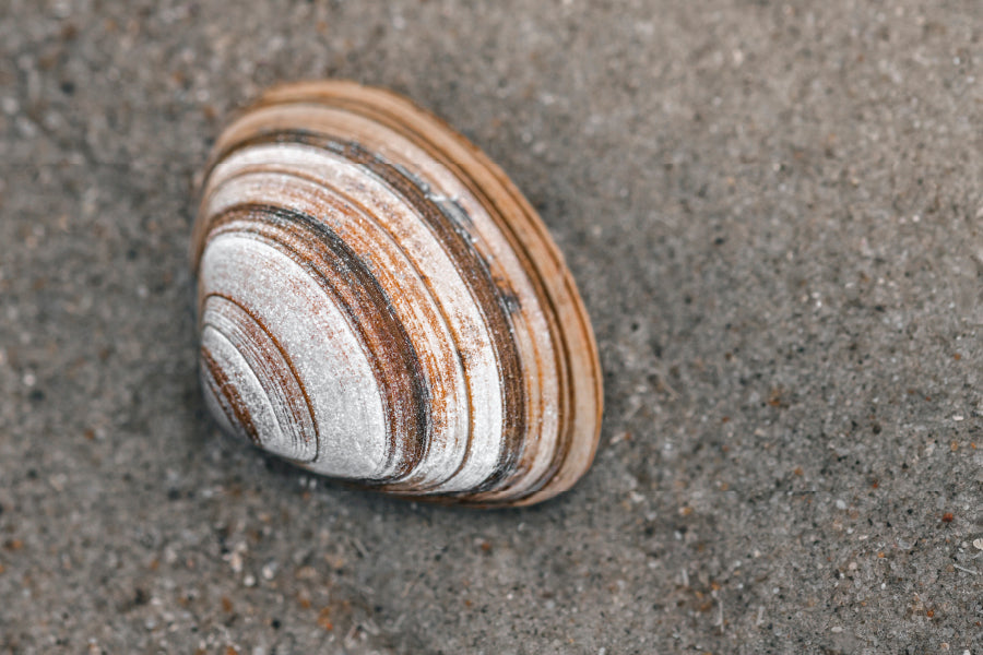 Close-Up Of Shell in The Sand on The Beach, Acrylic Glass Print Tempered Glass Wall Art 100% Made in Australia Ready to Hang - Bella Home Decor