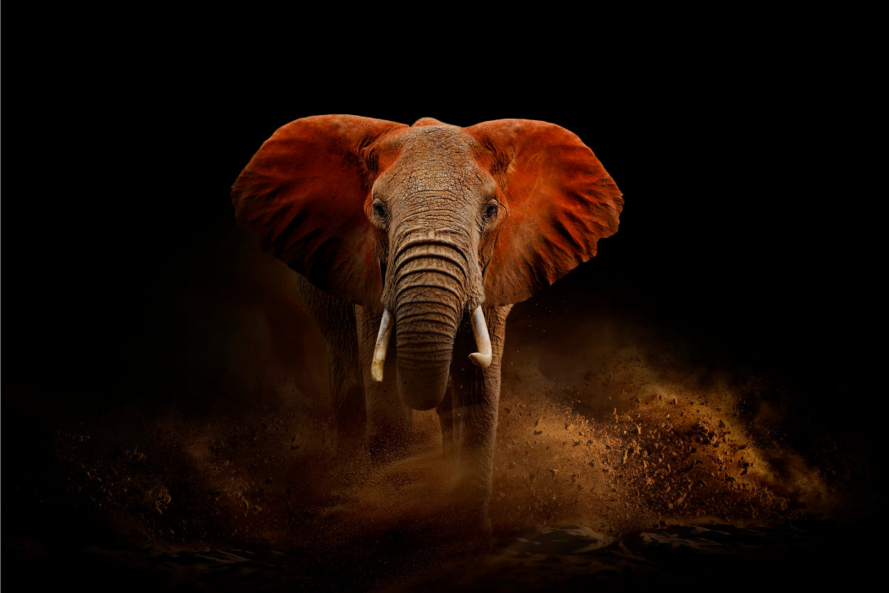 African Elephant Dust Portrait Wildlife Wall Art Decor 100% Australian Made