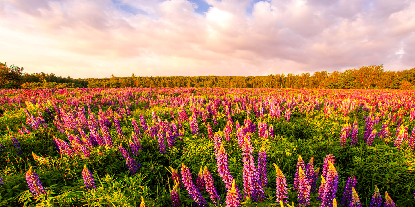 Iceland Lupine Field Sunset Wall Art Canvas Office Home Room Framed 120x60cm