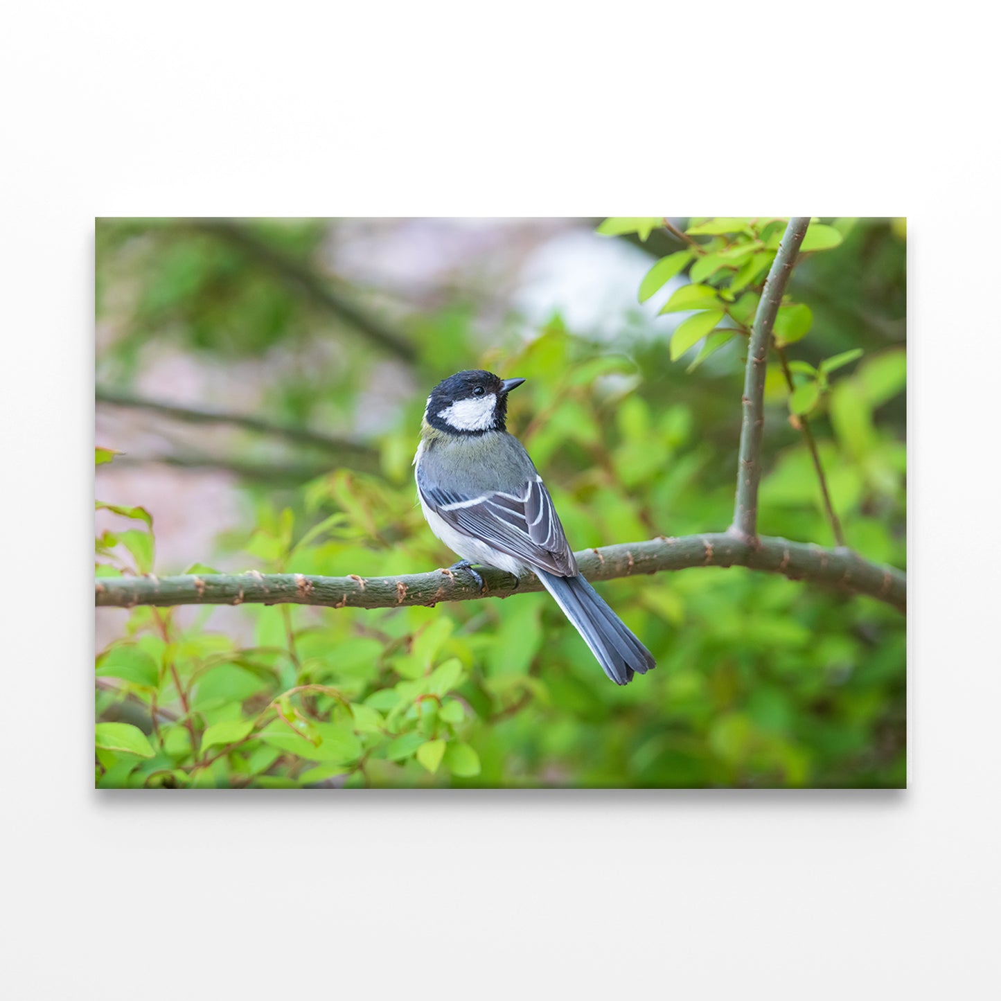 Great Tit on Cherry Blossom Tree Wall Art Decor 100% Australian Made - Bella Home Decor