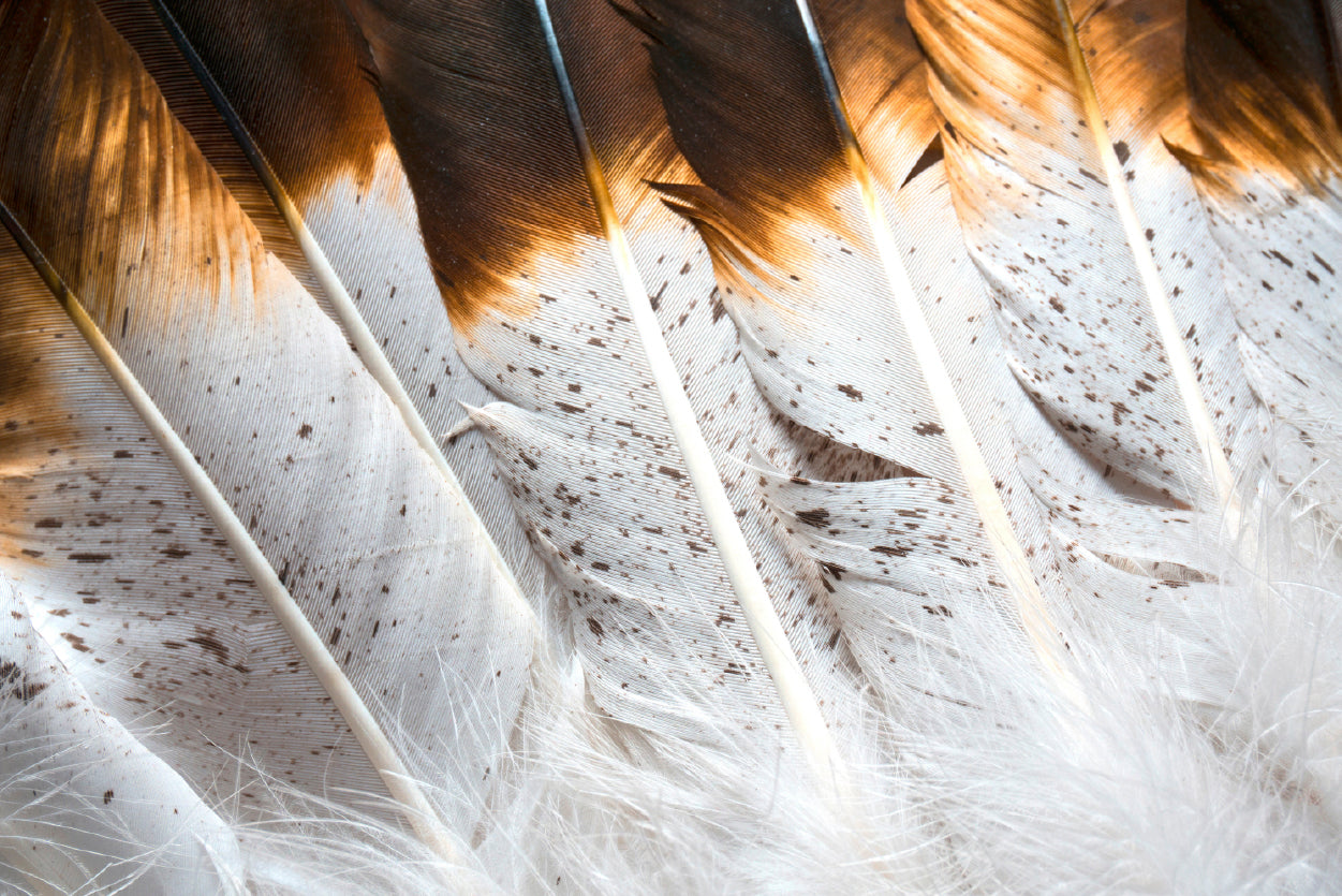 Bunch of White and Brown Feathers Home Decor Premium Quality Poster Print Choose Your Sizes - Bella Home Decor