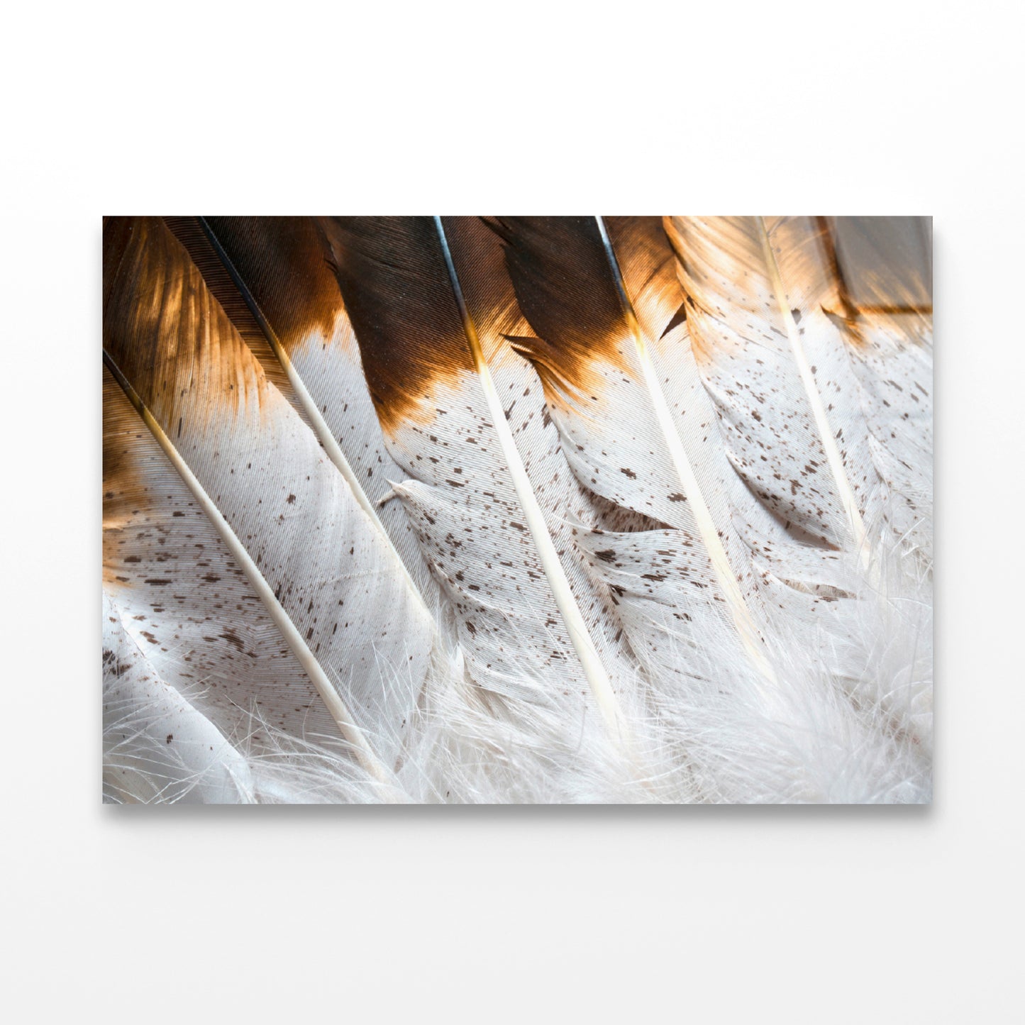 Bunch of White and Brown Feathers Acrylic Glass Print Tempered Glass Wall Art 100% Made in Australia Ready to Hang - Bella Home Decor