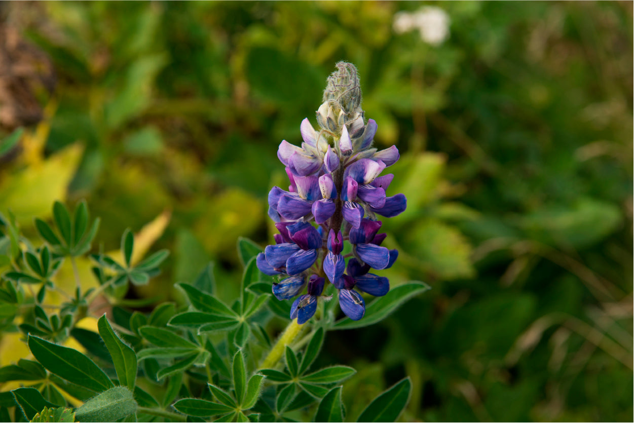 Lupinus Pusillus Close Up View Home Decor Premium Quality Poster Print Choose Your Sizes - Bella Home Decor