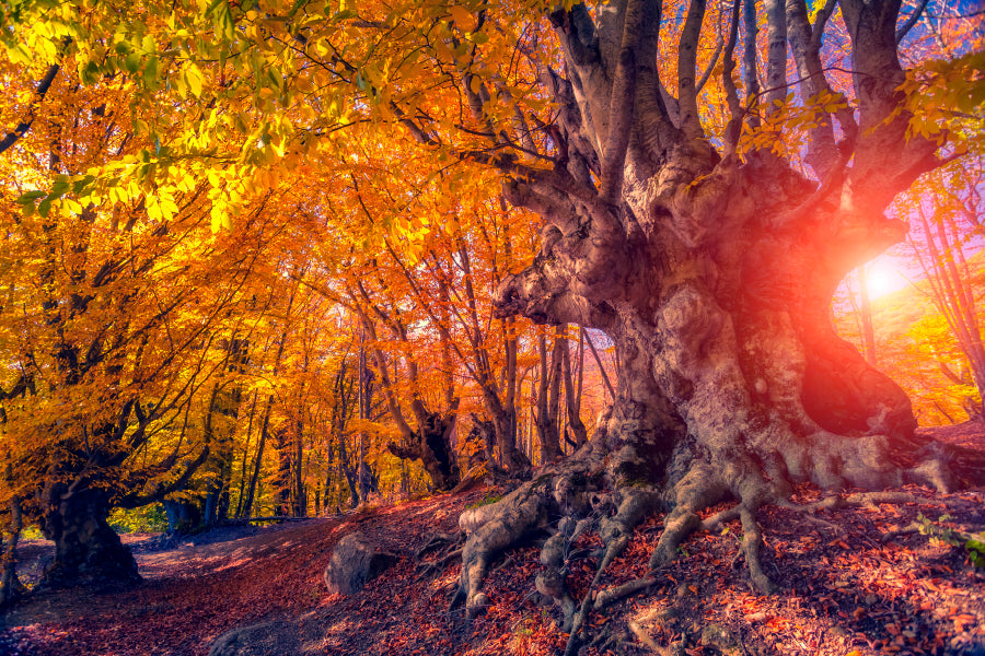 Autumn Trees Glowing by Sunlight Wall Art Decor 100% Australian Made - Bella Home Decor