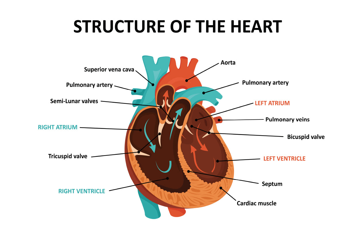Anatomy Of Human Heart Home Decor Premium Quality Poster Print Choose Your Sizes - Bella Home Decor