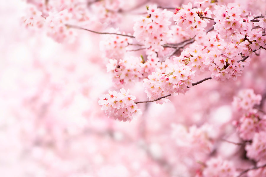 Cherry Blossom In Full BloomHome Decor Premium Quality Poster Print Choose Your Sizes - Bella Home Decor