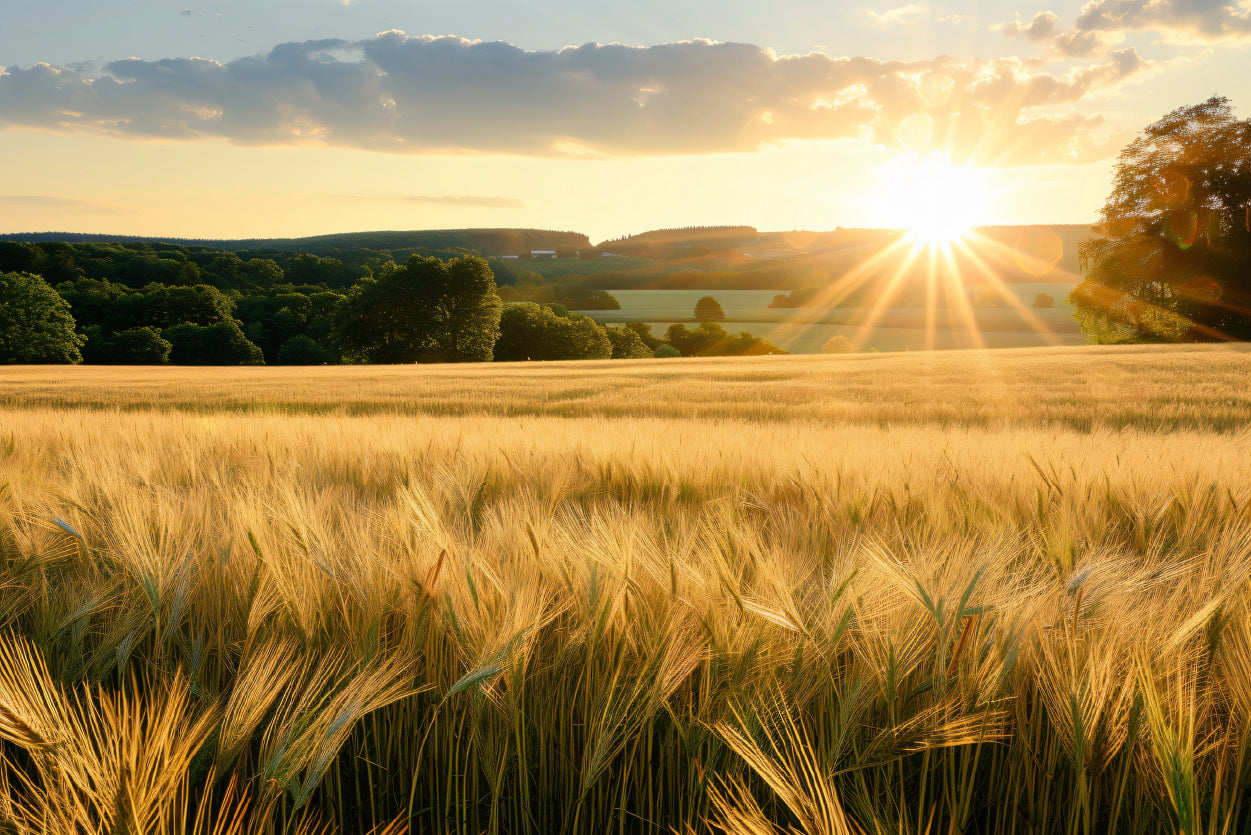 Summer with Bright and Golden Sun Meadow Home Decor Premium Quality Poster Print Choose Your Sizes - Bella Home Decor