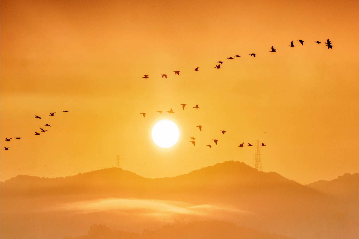 Flying Birds Golden Sunrise Wall Art Decor 100% Australian Made