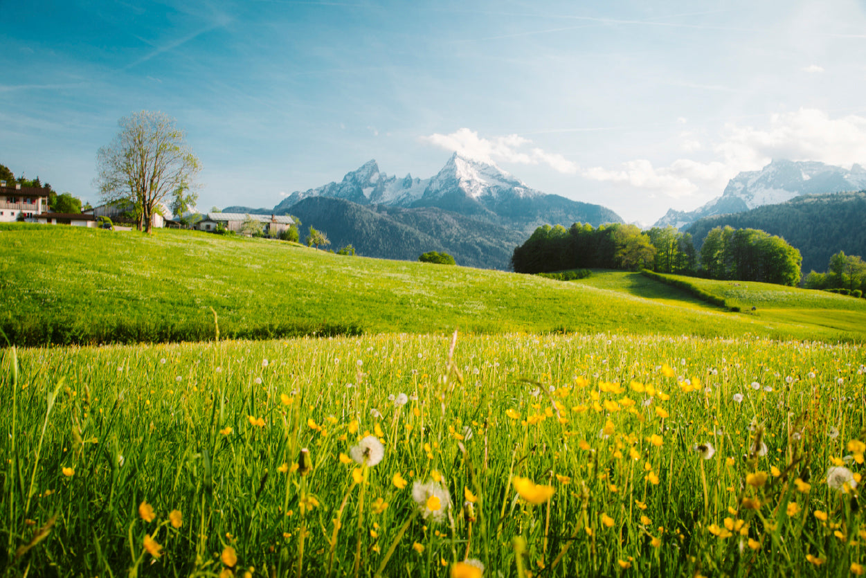 Blooming Meadows with Mountains in springtime Home Decor Premium Quality Poster Print Choose Your Sizes - Bella Home Decor