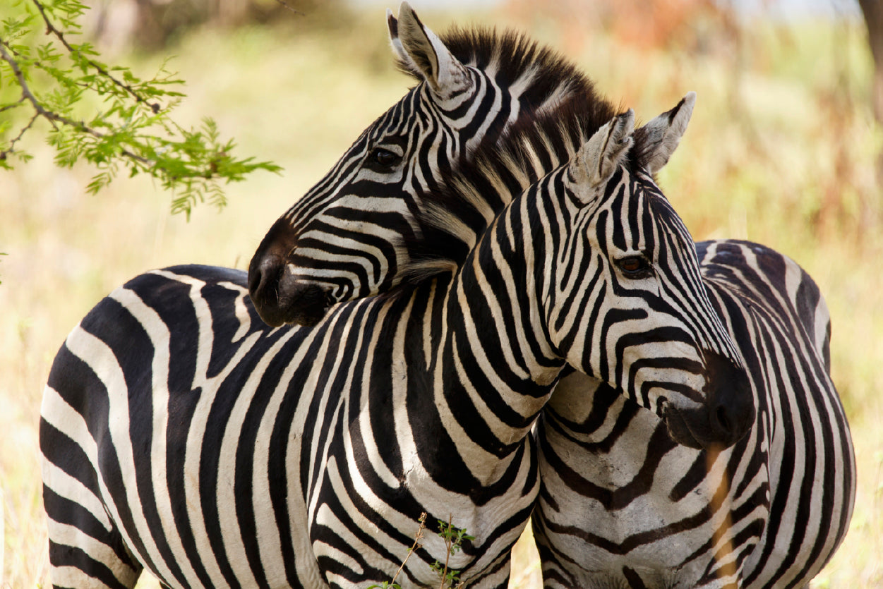 Pair of Zebra Standing Near Tree Print 100% Australian Made - Bella Home Decor
