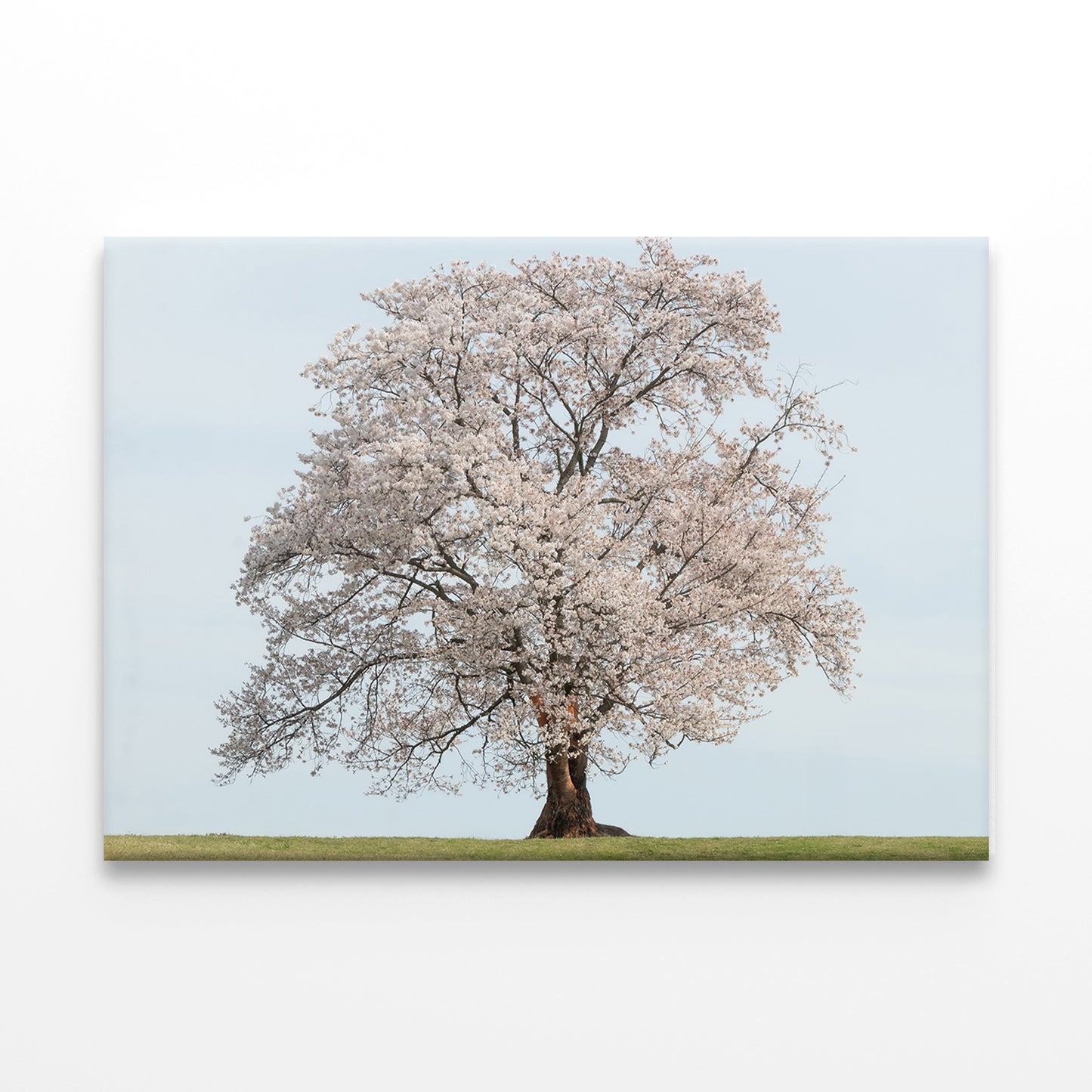 Spring Cherry Blossoms in Bloom Wall Art Decor 100% Australian Made - Bella Home Decor