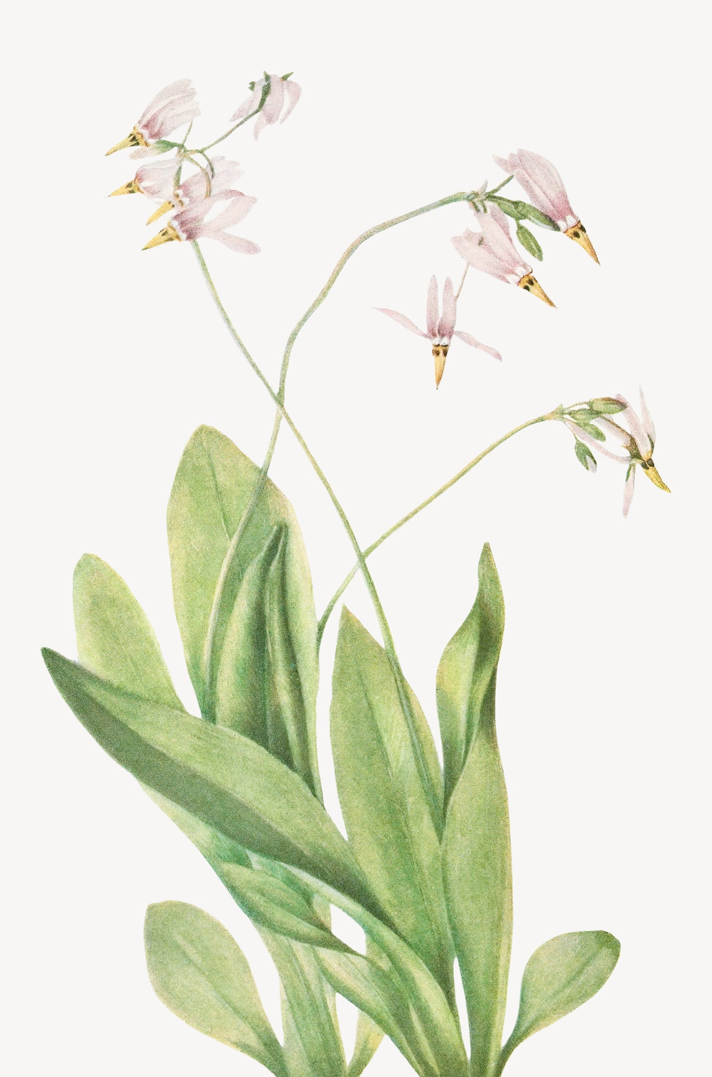 Pink Wildflower Plant Sketch 40x60cm Metal Print Ready to Hang