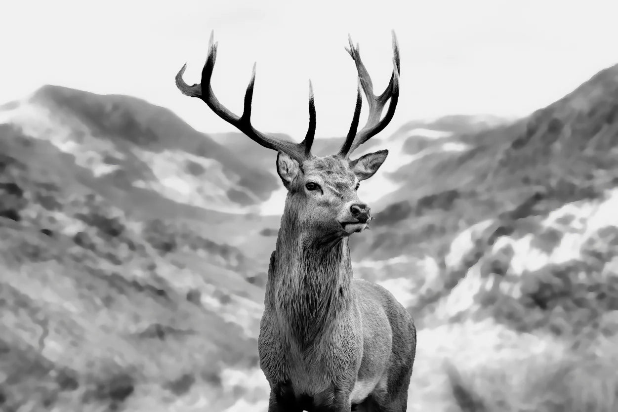 Black & white Deer 90x60cm Print 100% Australian Made - Bella Home Decor