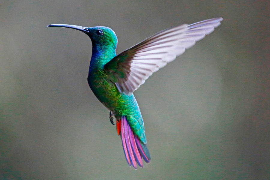 Green-Breasted Mango Female Acrylic Glass Print Tempered Glass Wall Art 100% Made in Australia Ready to Hang - Bella Home Decor