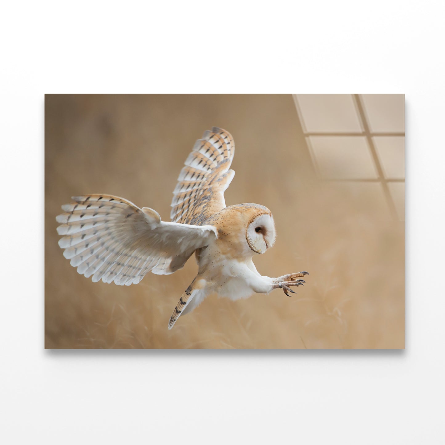 White & Beige Barn Owl Flying Acrylic Glass Print Tempered Glass Wall Art 100% Made in Australia Ready to Hang - Bella Home Decor