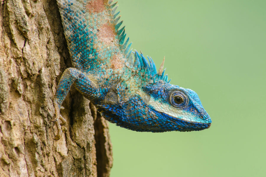 Lue Lizard with Big Eyes in Closed Up Details, Acrylic Glass Print Tempered Glass Wall Art 100% Made in Australia Ready to Hang - Bella Home Decor