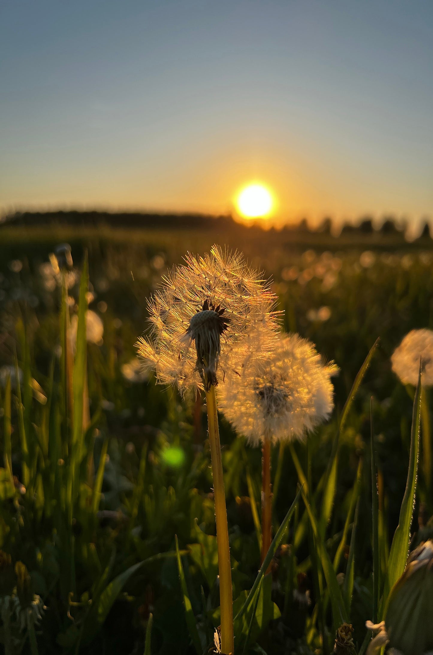 Dandelion Flower Fused With Sunset 60x90cm Metal Print Ready to Hang