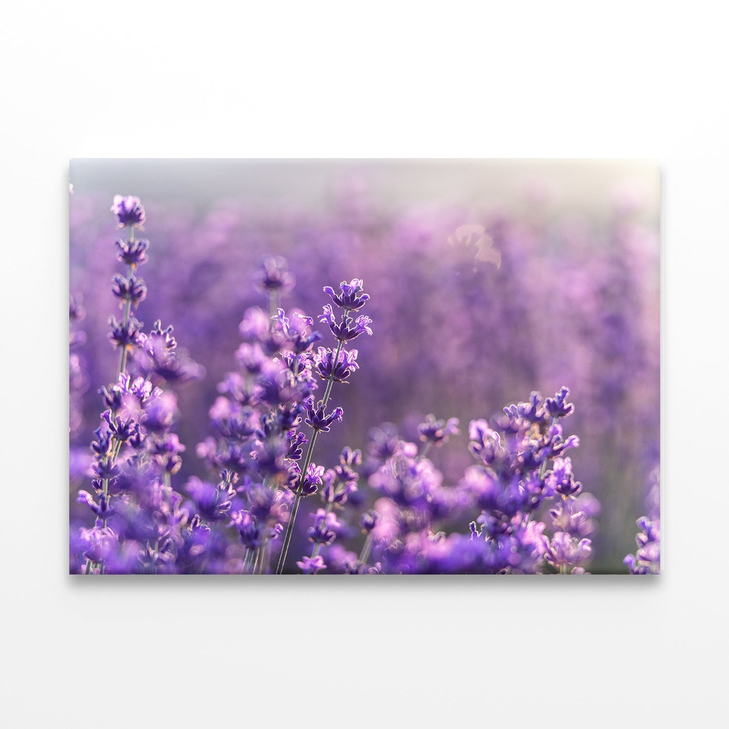 Blooming Lavender Field in Provence Wall Art Decor 100% Australian Made - Bella Home Decor