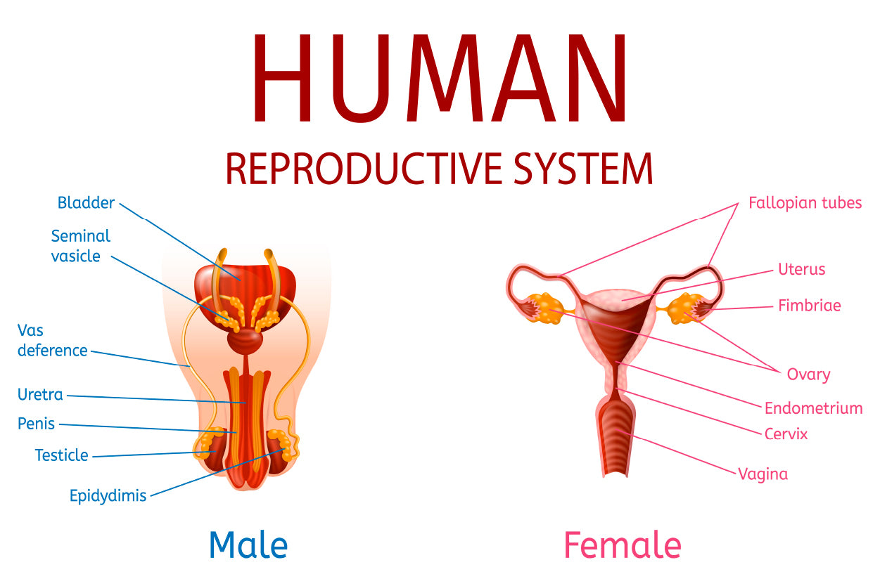 Male & Female Genitals, Labelled Components Home Decor Premium Quality Poster Print Choose Your Sizes - Bella Home Decor