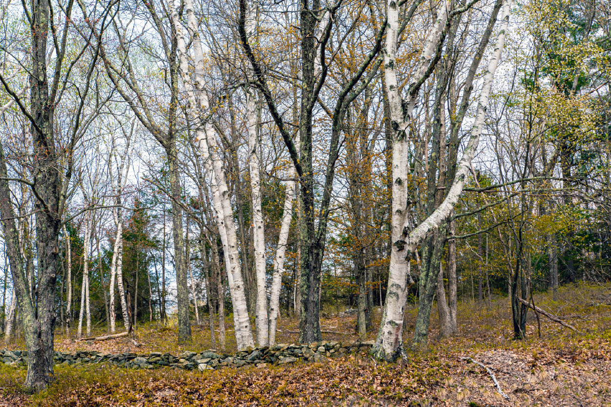 A Forest of Deciduous Trees in autumn Home Decor Premium Quality Poster Print Choose Your Sizes - Bella Home Decor