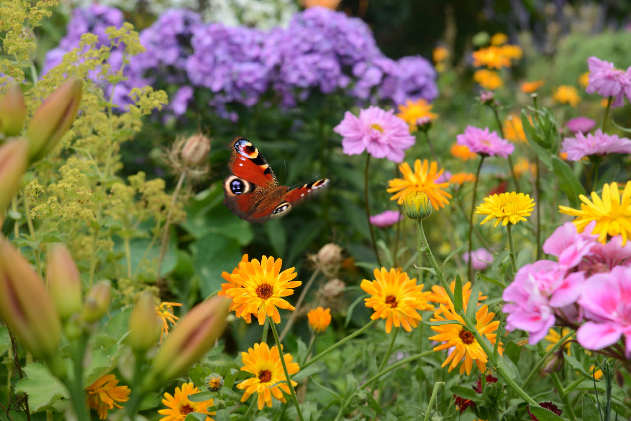 View of a Butterfly Perched On a Flower Home Decor Premium Quality Poster Print Choose Your Sizes - Bella Home Decor