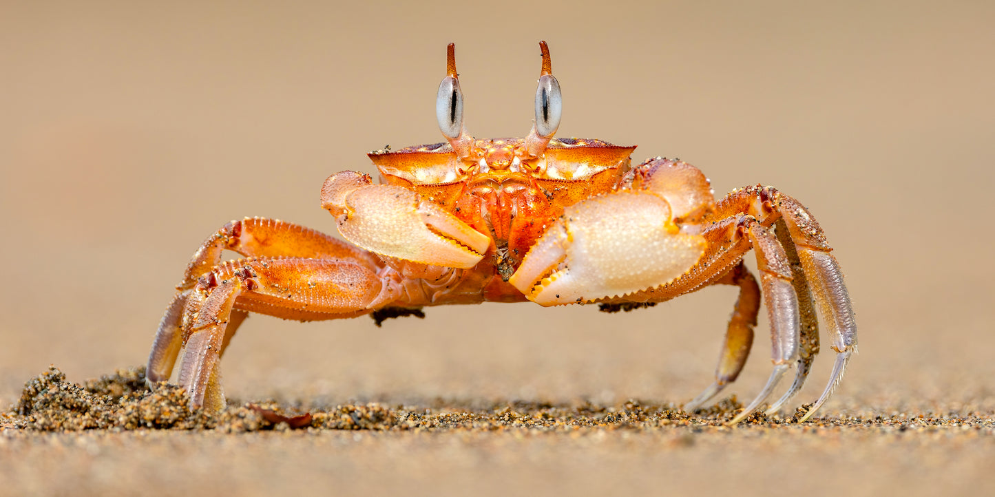 Horned Ghost Crab on a Beach Wall Art Canvas Office Home Room Framed 120x60cm