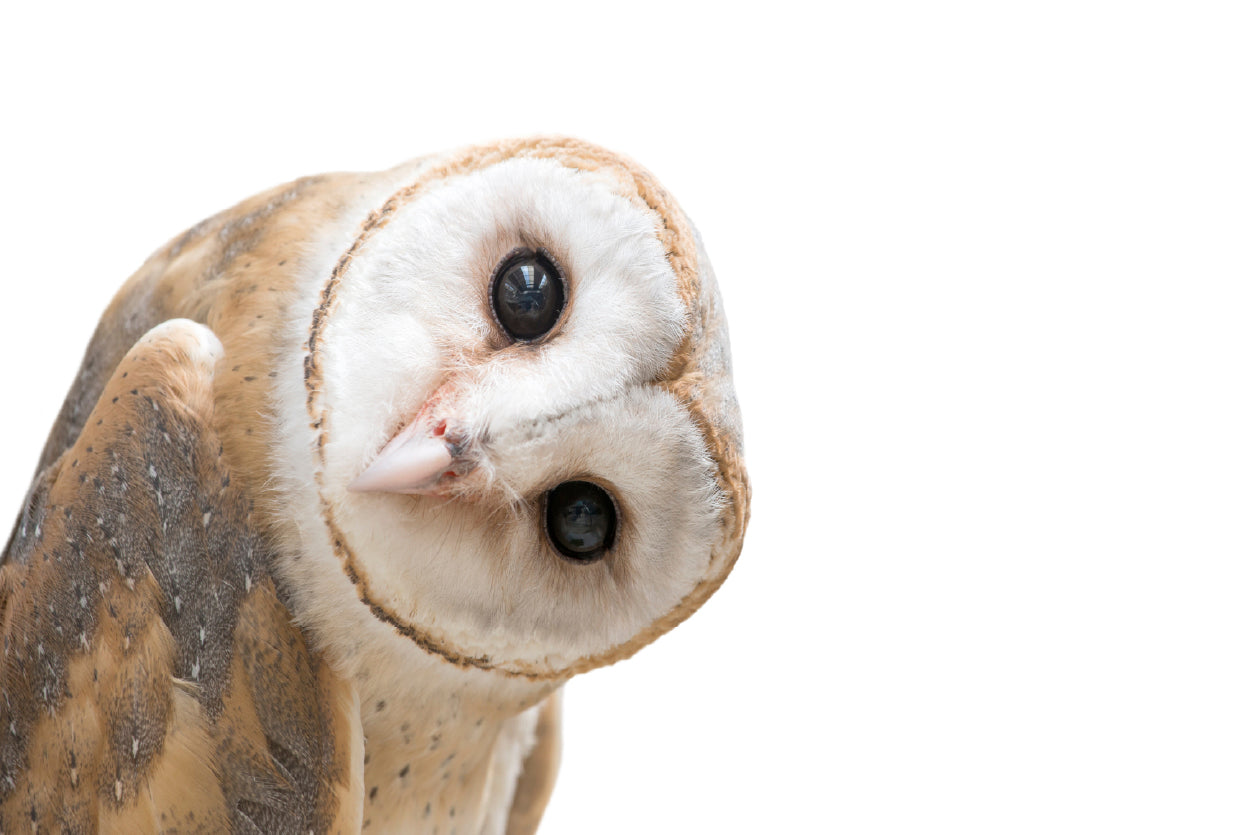 White and Brown Barn Owl Resting Print 100% Australian Made - Bella Home Decor